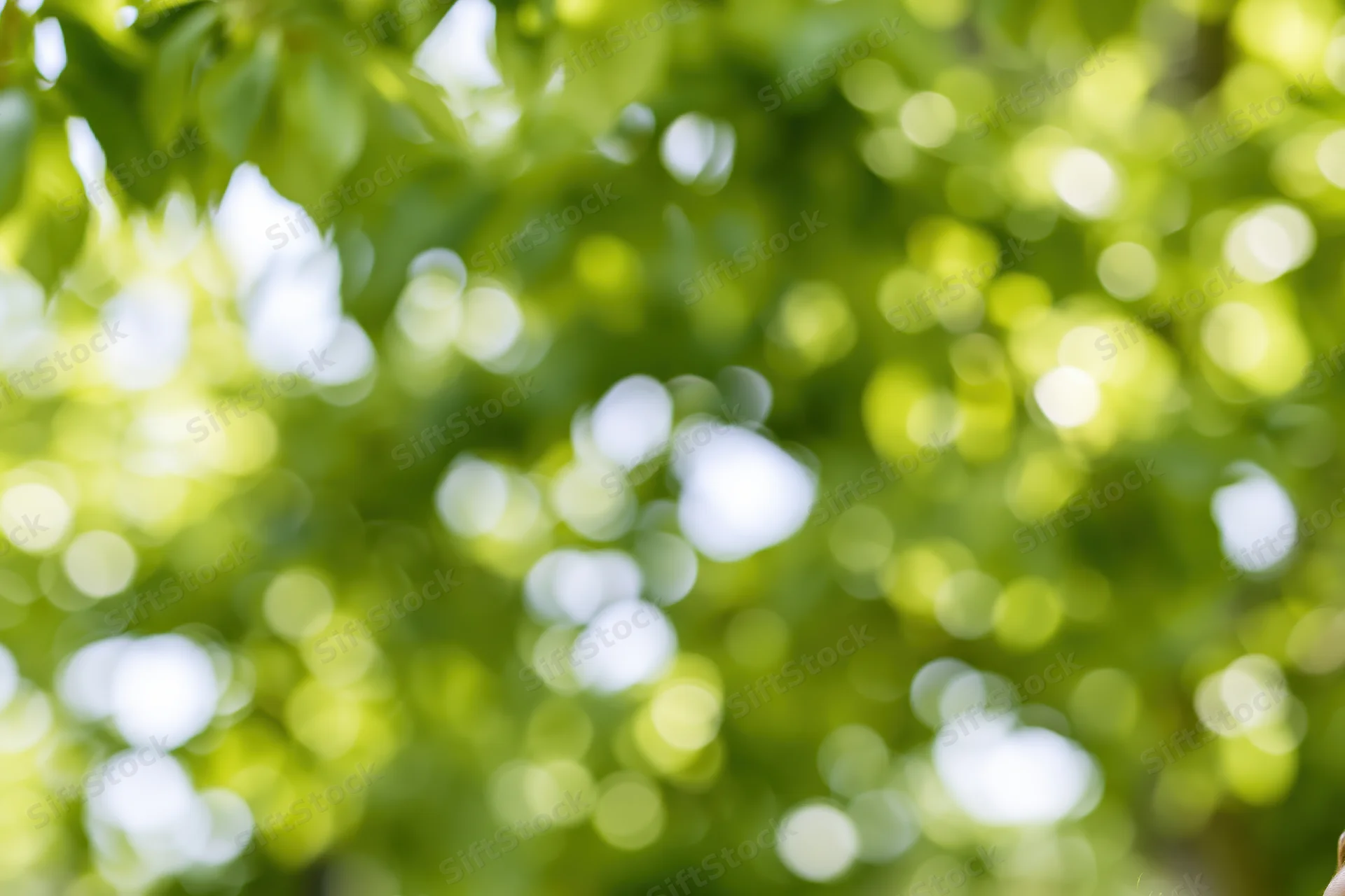 Soft bokeh of sunlit green leaves and foliage in natural outdoor setting