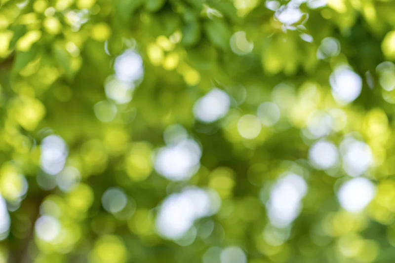 Soft bokeh of sunlit green leaves and foliage in natural outdoor setting