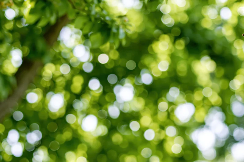 Soft bokeh of sunlit green leaves and foliage forming a natural background