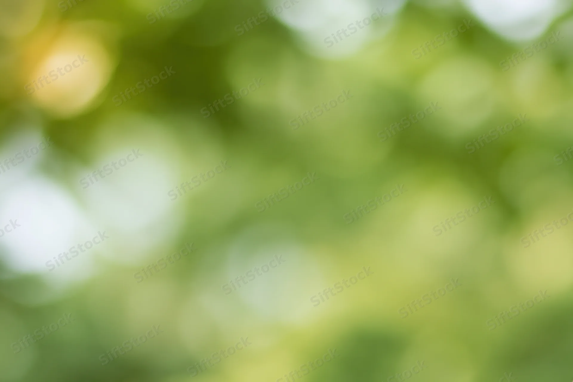 Soft blurred natural background with green foliage and dappled sunlight