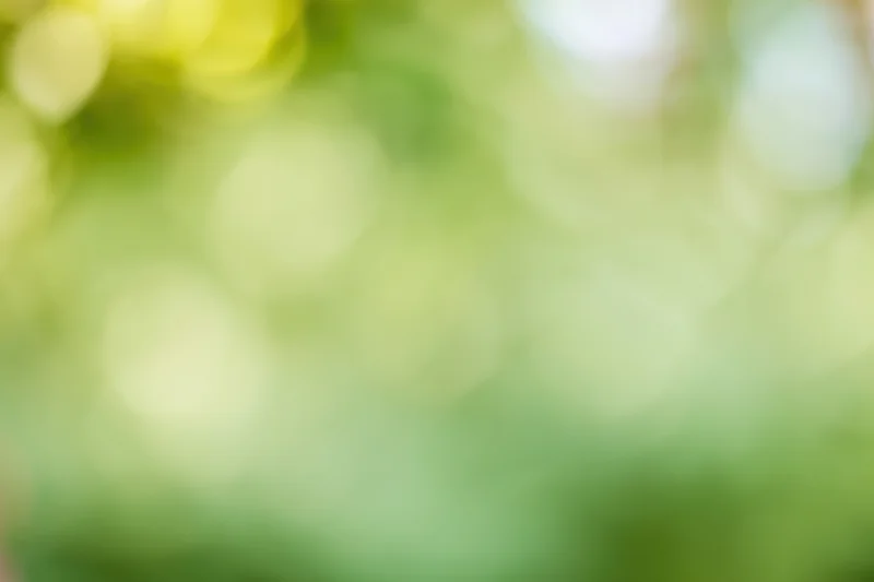 Soft blurred natural background with green foliage and dappled sunlight