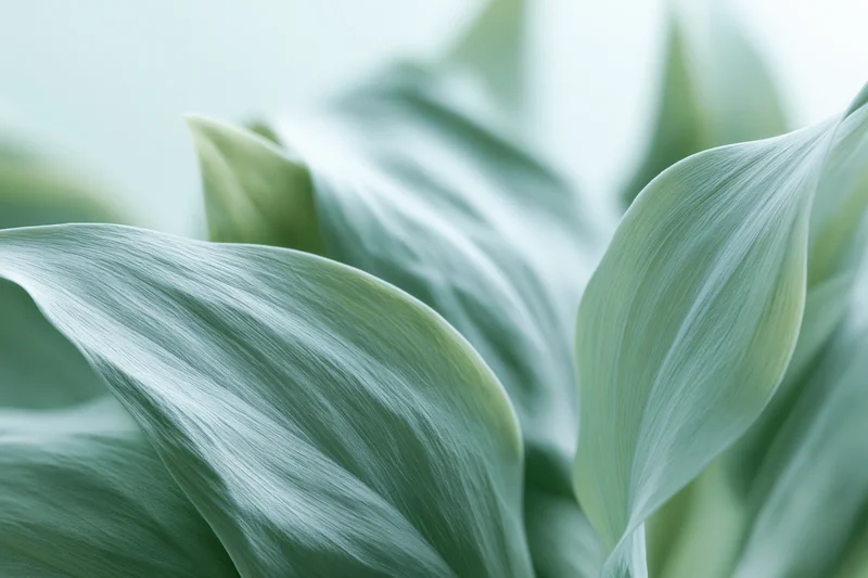 Pale green botanical leaves in extreme closeup with soft texture and curved form