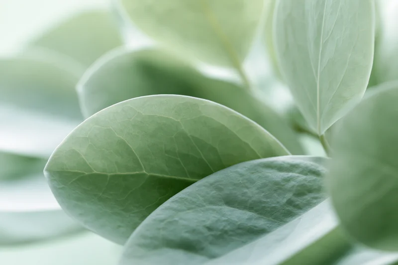 Pale green botanical leaves in extreme close-up with soft focus and visible veins
