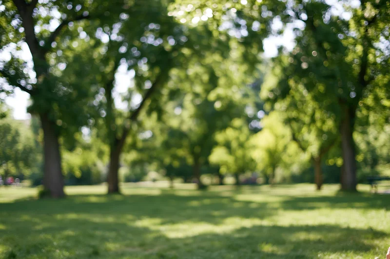 Softly blurred park scene with green lawn and trees casting dappled shadows in daylight