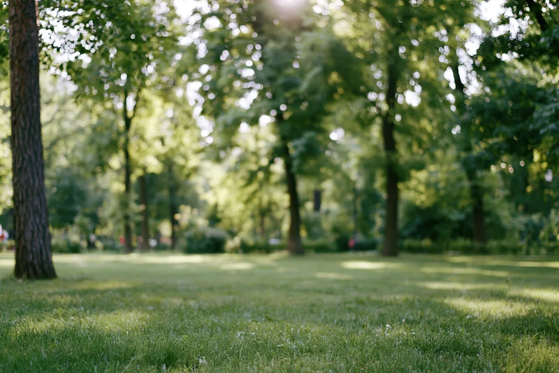 Softly blurred park scene with green lawn in foreground and trees in background under sunlight