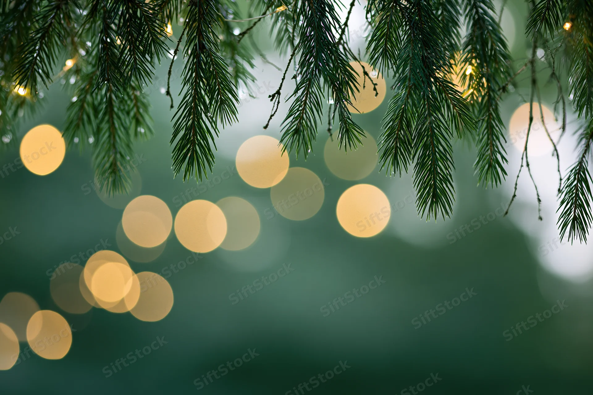 Spruce branches hanging over a blurred background of warm bokeh lights