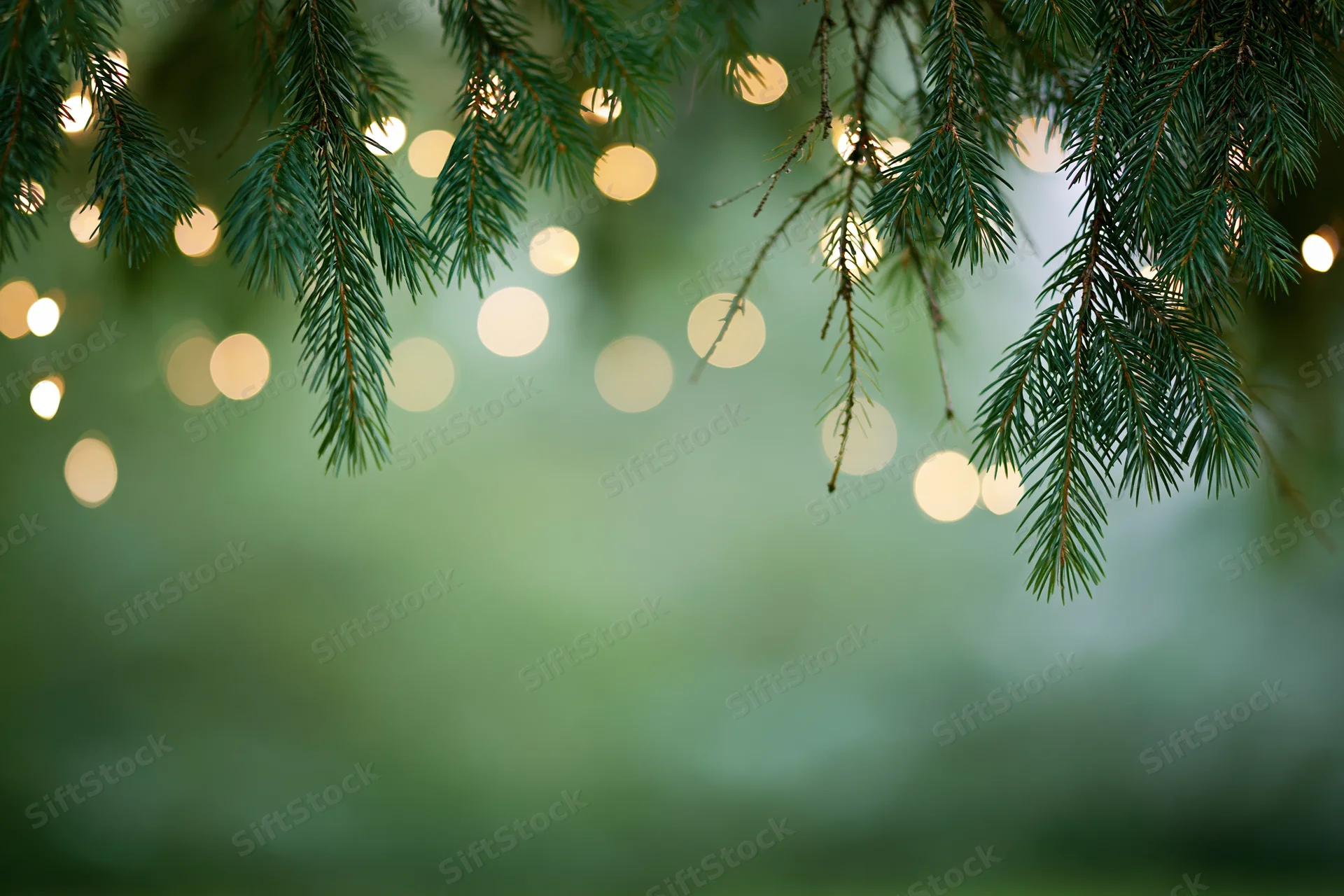 Spruce branches hanging from top of frame against blurred green background with bokeh lights