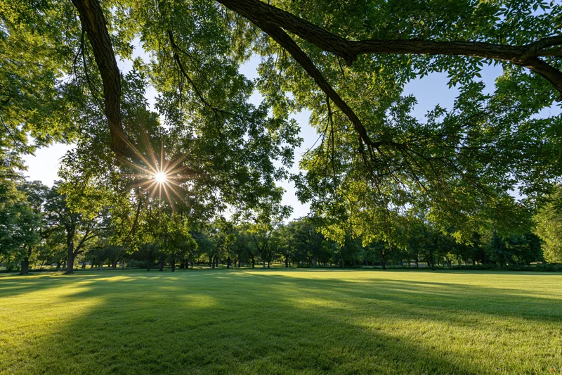 Sunlight bursting through tree canopy over a grassy park field