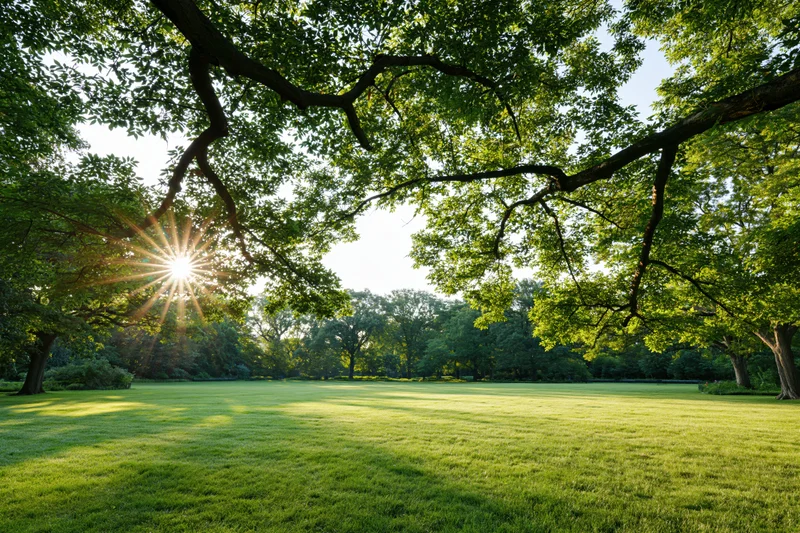 Sunlight bursting through tree canopy over a green lawn in an open park