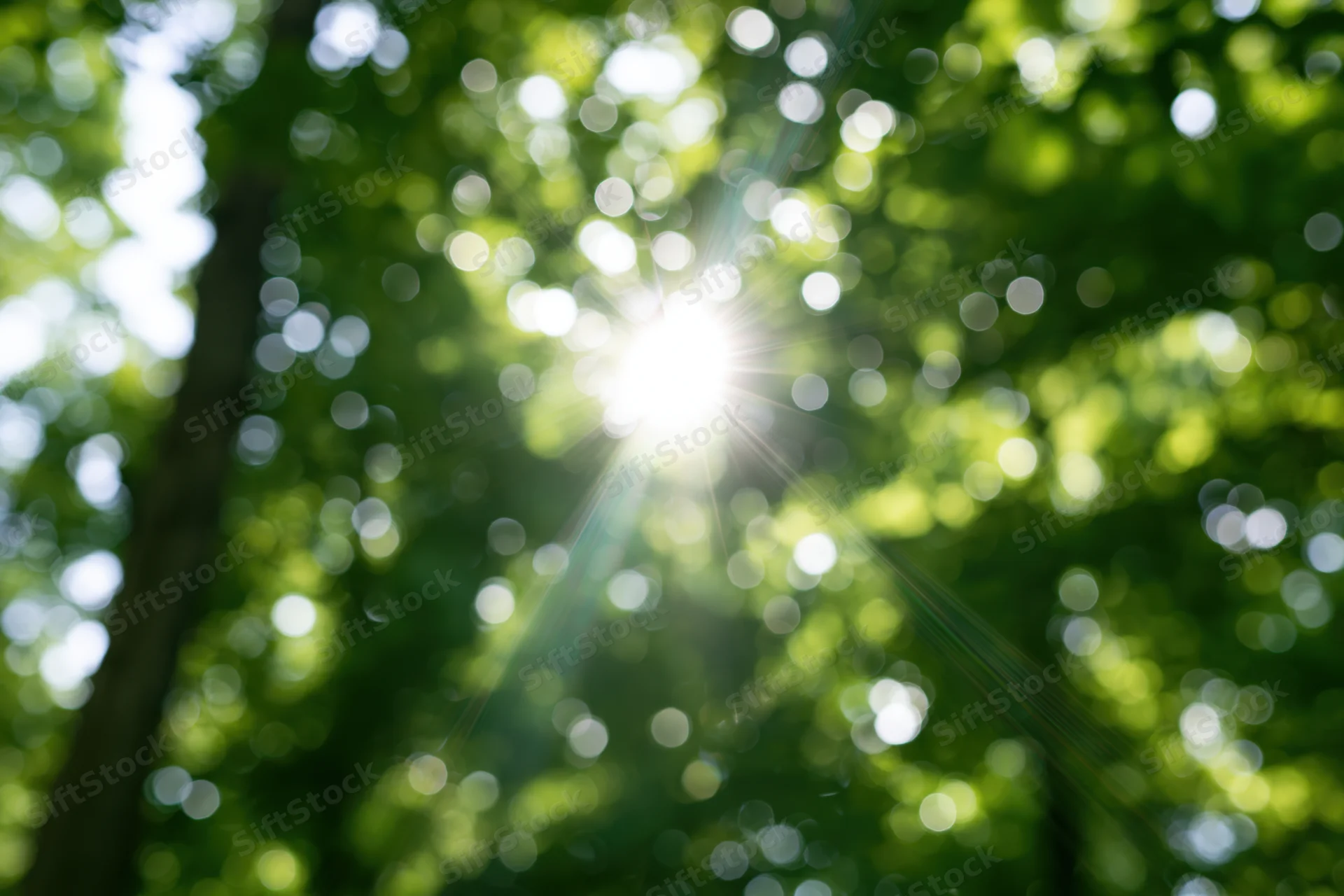 Sunlight bursting through dense green tree canopy in a forest setting