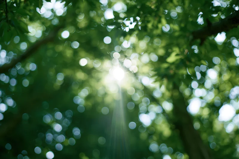 Sunlight bursting through dense green tree canopy with bokeh effect