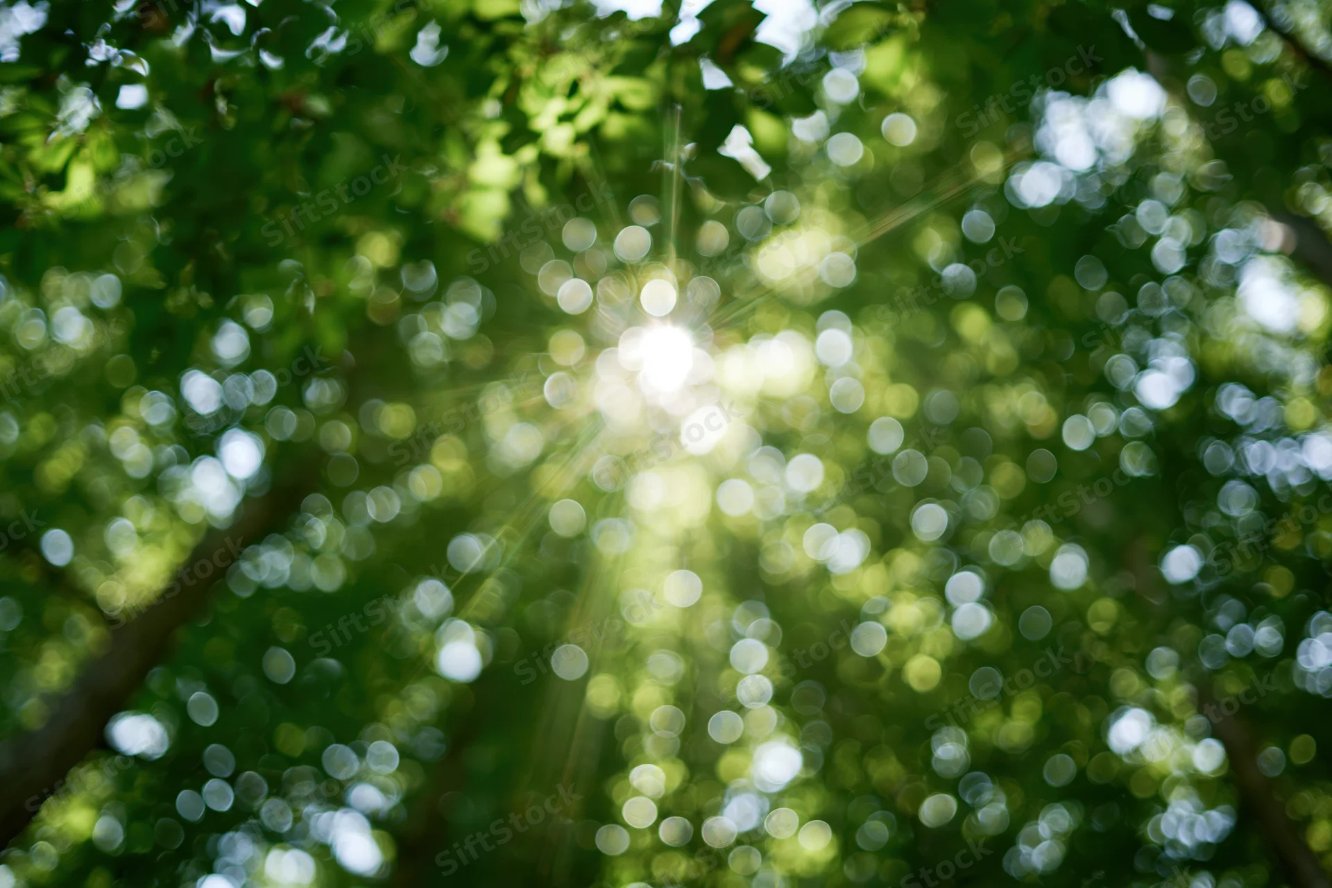 Sunlight bursting through dense green tree canopy in a forest setting