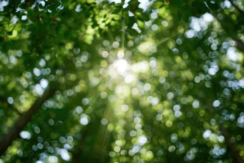 Sunlight bursting through dense green tree canopy in a forest setting