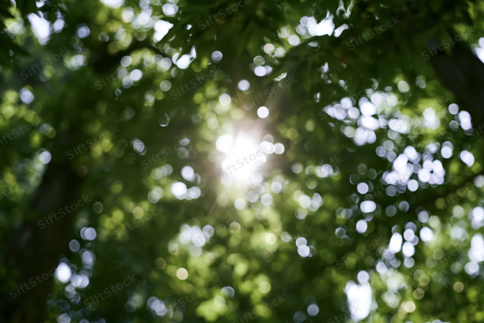Sunlight bursting through dense green tree canopy in a forest setting
