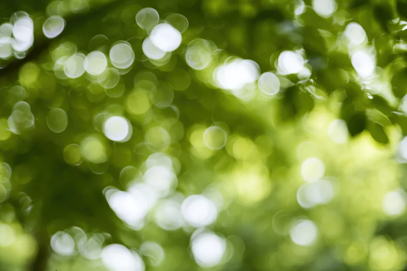 Sunlight filtering through dense green tree canopy creating bokeh effect