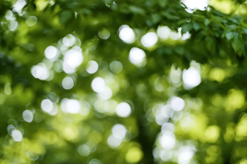 Sunlight filtering through dense green tree canopy creating soft bokeh effect in forest setting