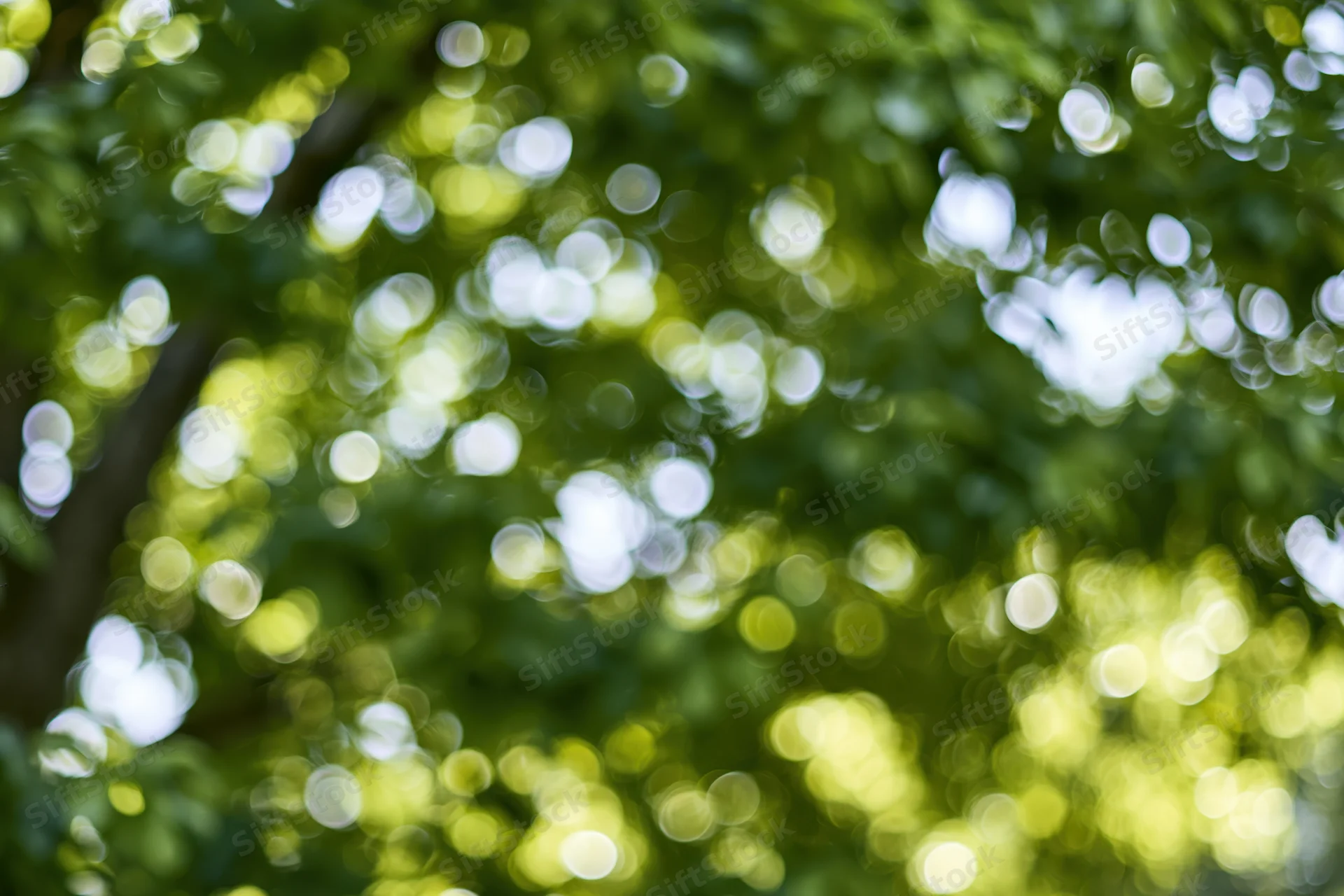 Sunlight filtering through dense green tree canopy creating bokeh effect