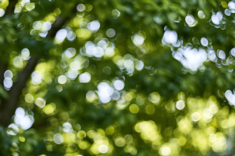 Sunlight filtering through dense green tree canopy creating bokeh effect