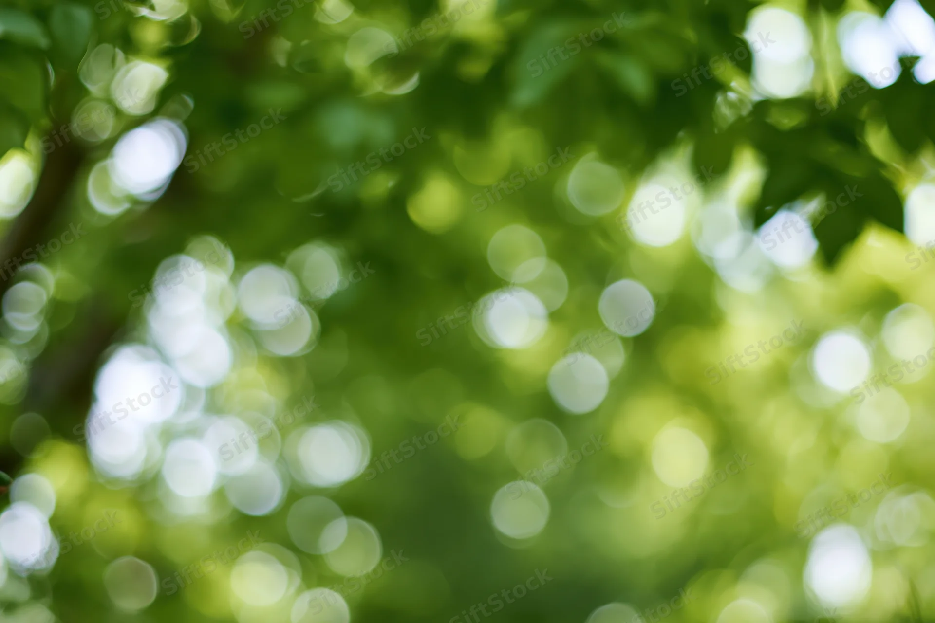 Sunlight filtering through dense green tree canopy creating soft bokeh effect outdoors