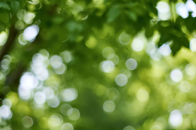 Sunlight filtering through dense green tree canopy creating soft bokeh effect outdoors