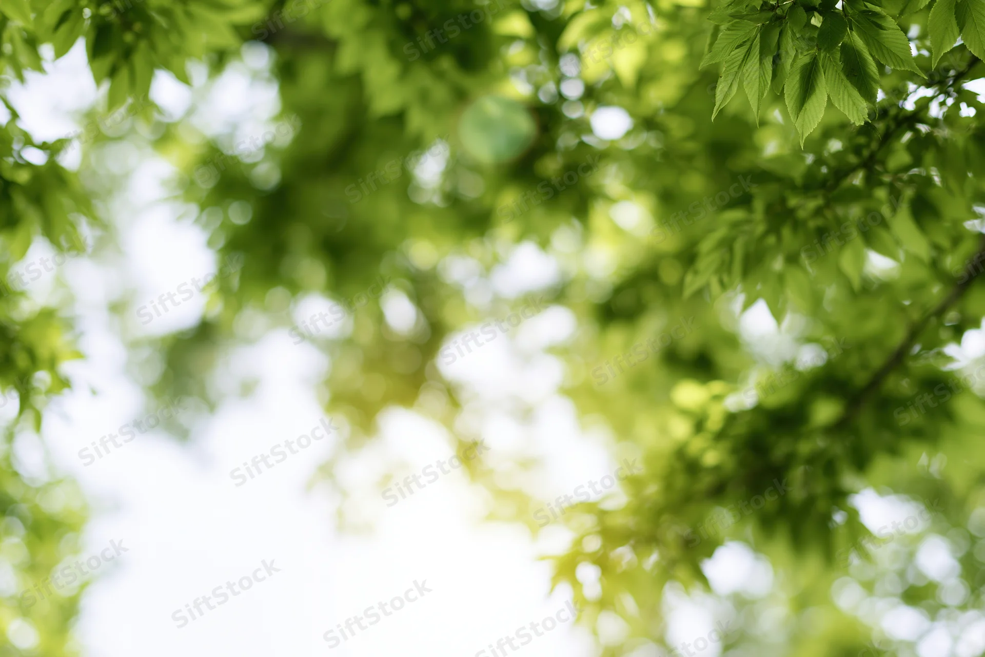 Sunlight filtering through green tree canopy creating soft bokeh effect with open sky in center
