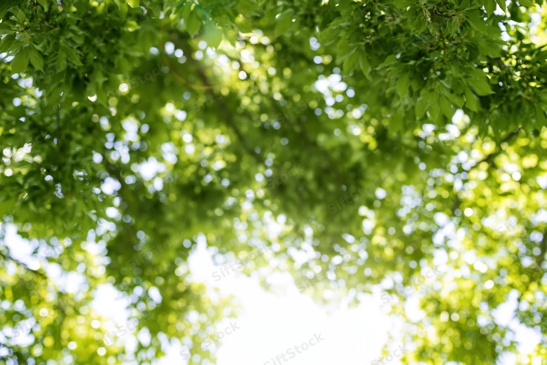 Sunlight filtering through green tree canopy creating dappled bokeh effect in outdoor setting