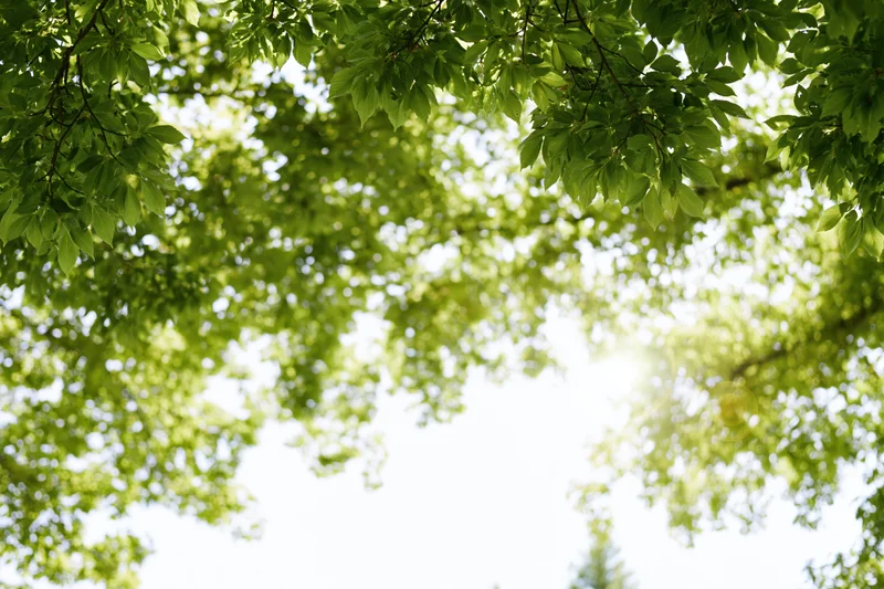 Sunlight filtering through green tree canopy in a natural outdoor setting