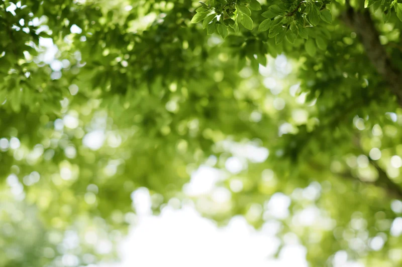 Sunlight filtering through green tree canopy creating bokeh effect in outdoor setting