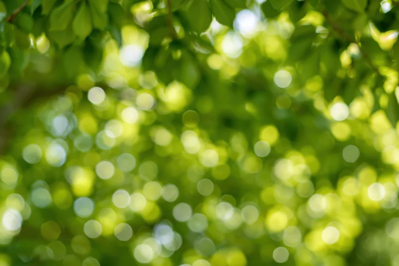 Sunlit green leaves in a tree canopy forming a blurred bokeh background