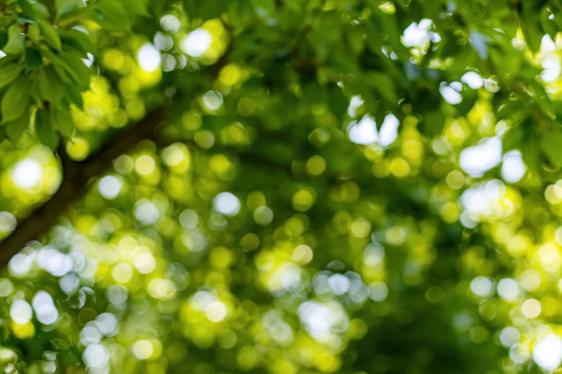 Sunlit green leaves in a tree canopy blurred with bokeh effect