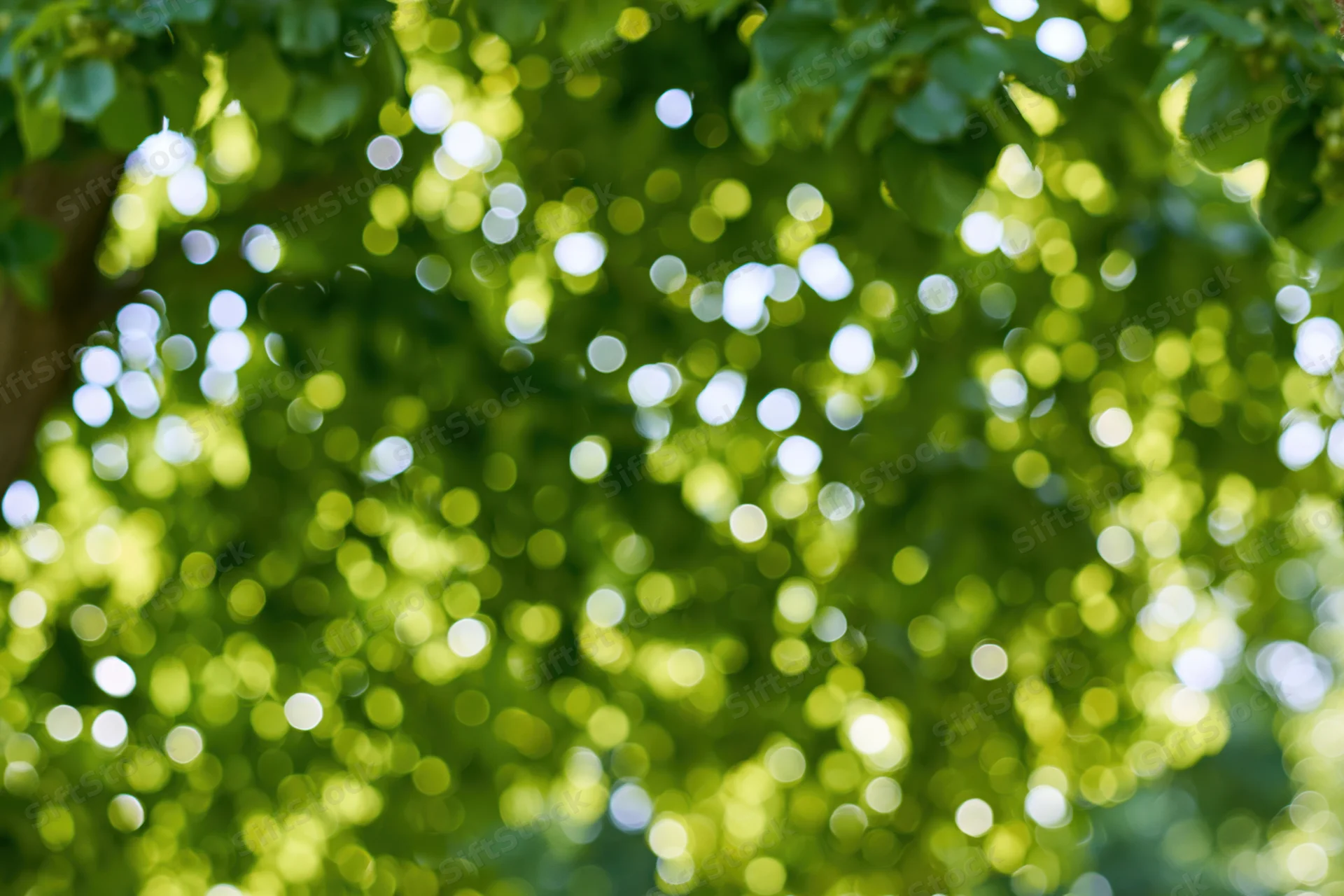 Sunlit green leaves in a tree canopy forming a blurred bokeh background