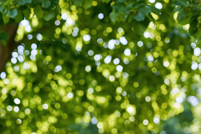 Sunlit green leaves in a tree canopy forming a blurred bokeh background