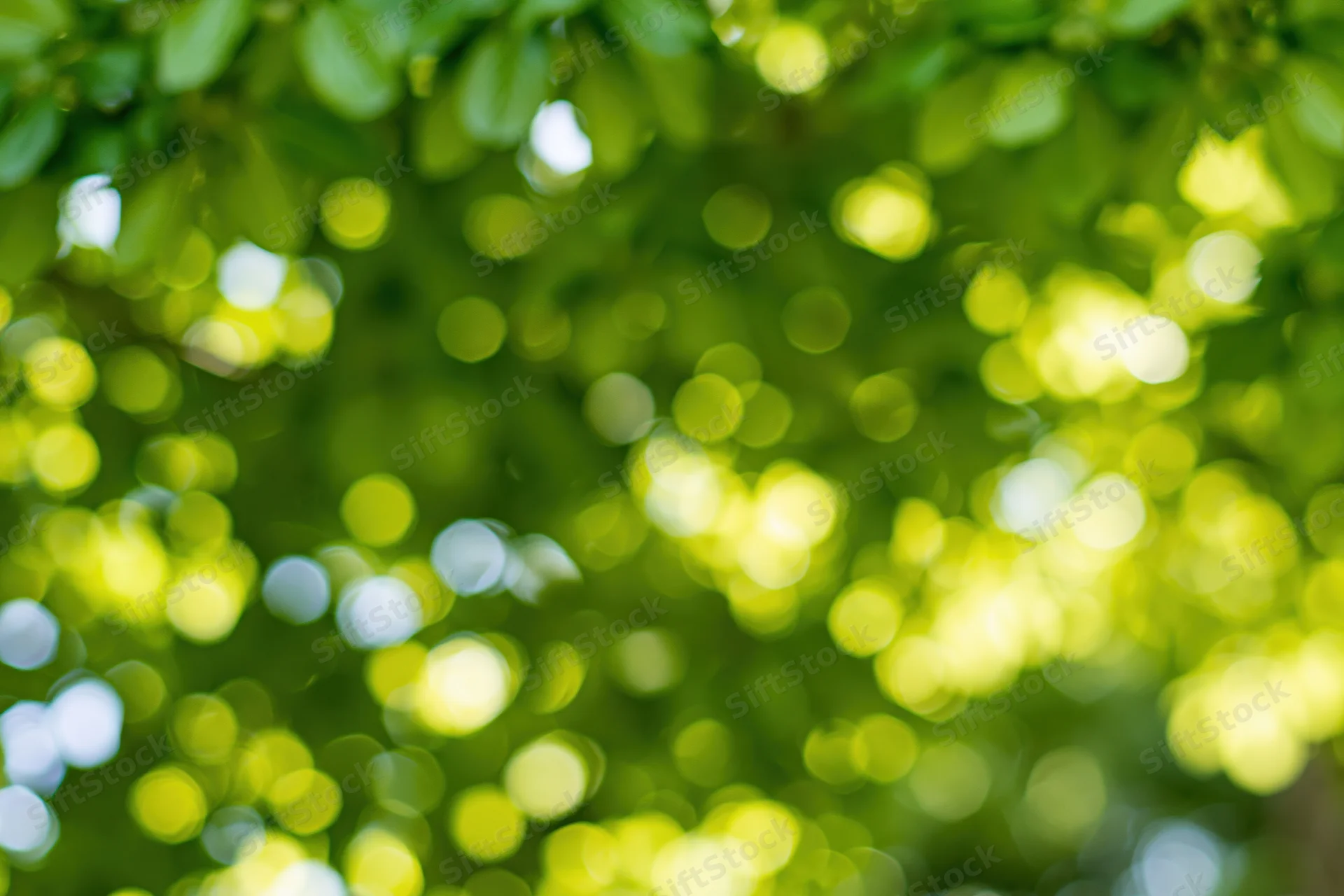 Sunlit green leaves in a tree canopy blurred into bokeh circles