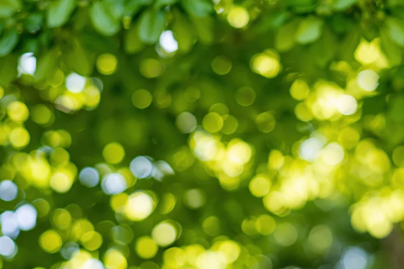 Sunlit green leaves in a tree canopy blurred into bokeh circles