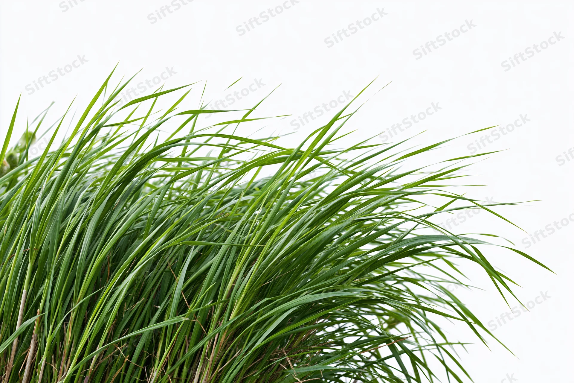 Tall green grass blades swaying in a breeze against a white background