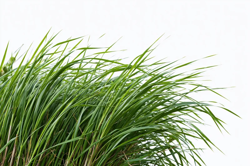 Tall green grass blades swaying in a breeze against a white background