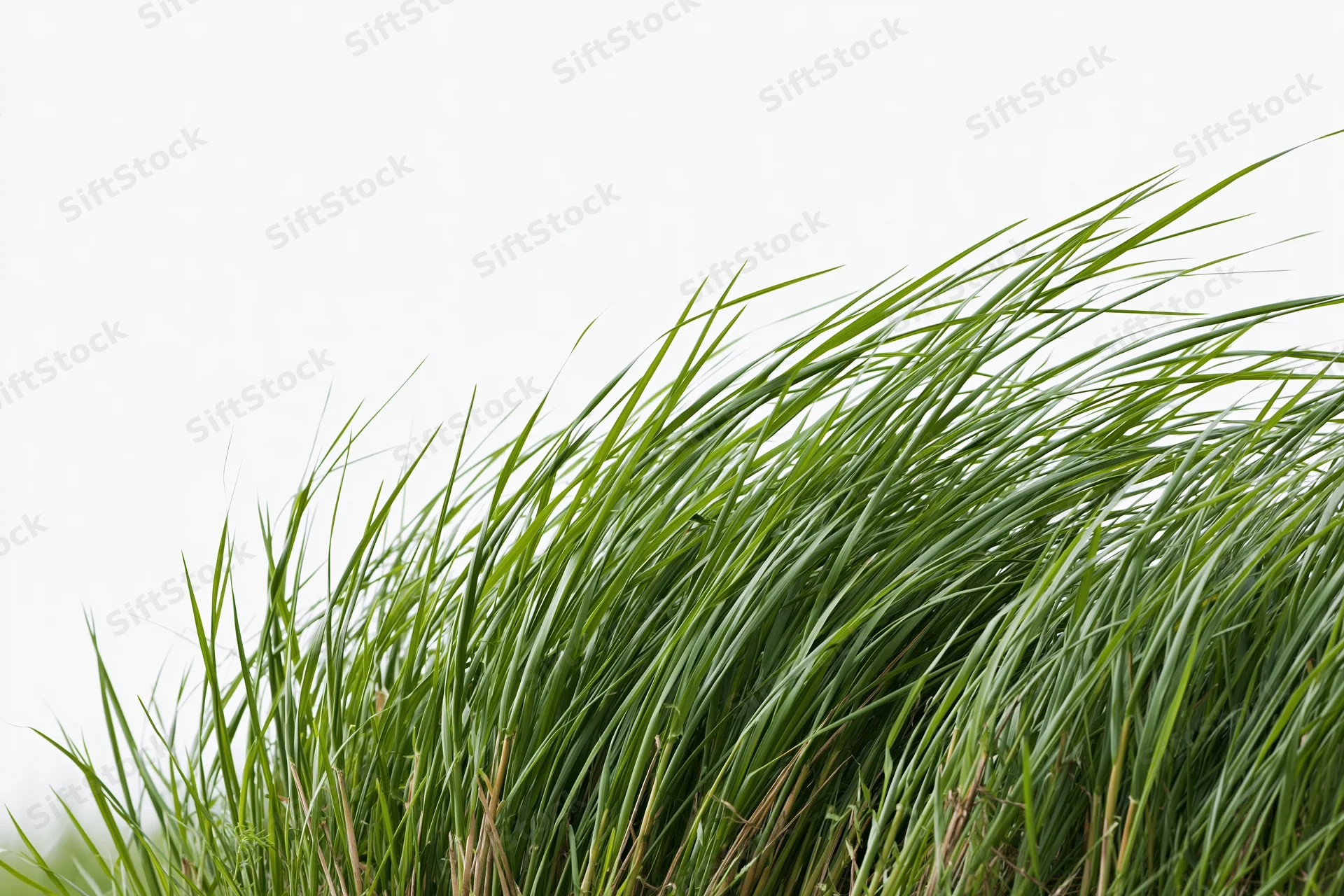 Tall green grass blades swaying in a breeze against a bright sky