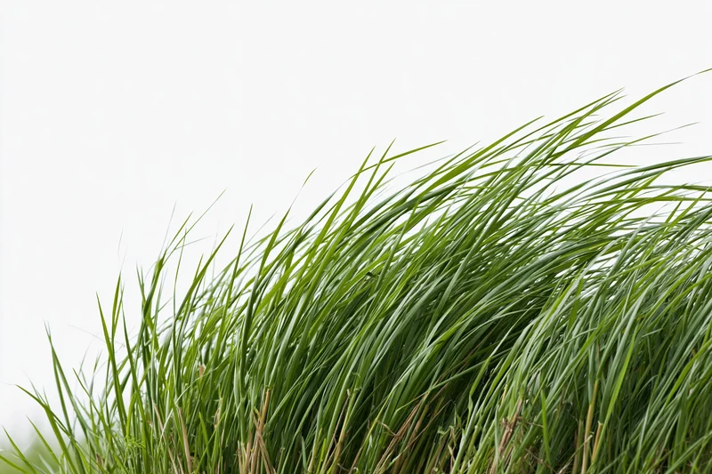 Tall green grass blades swaying in a breeze against a bright sky