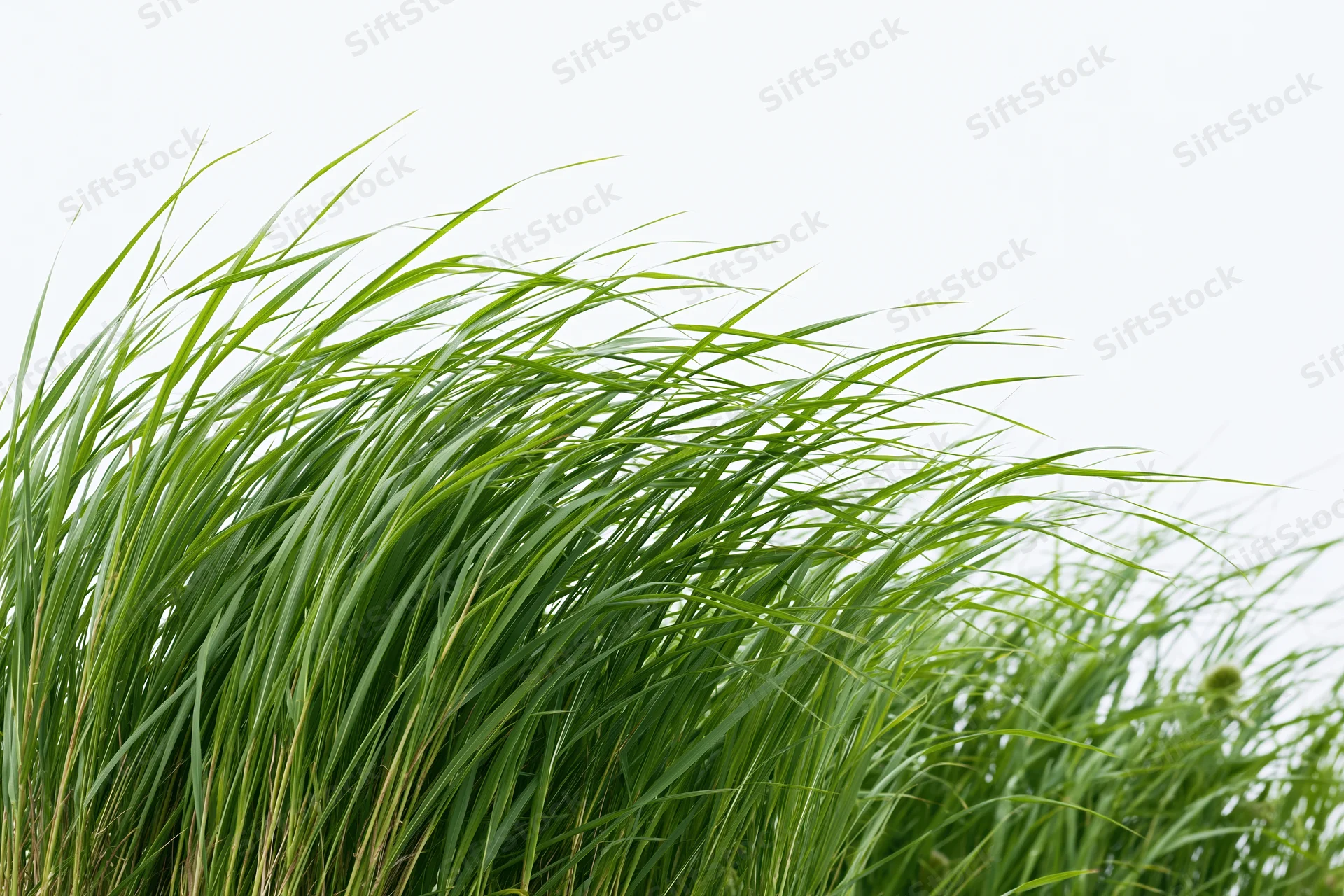 Tall green grass blades swaying in a breeze against a white sky background