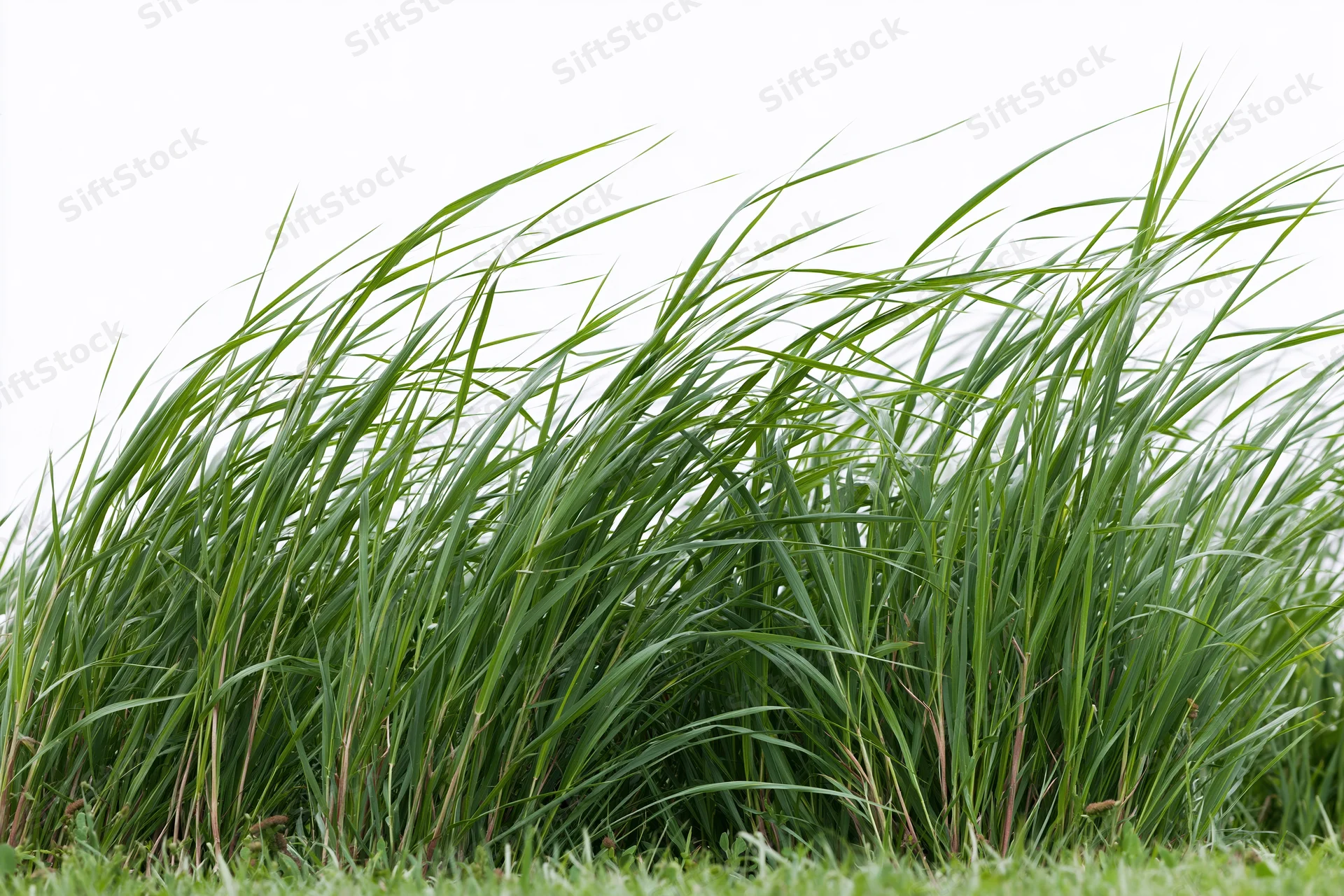 Tall green grass blades swaying in a breeze against a white background