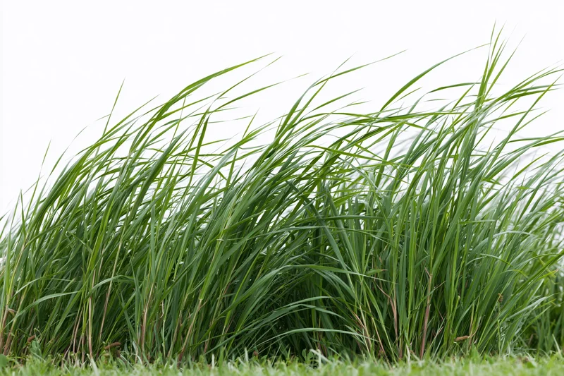 Tall green grass blades swaying in a breeze against a white background