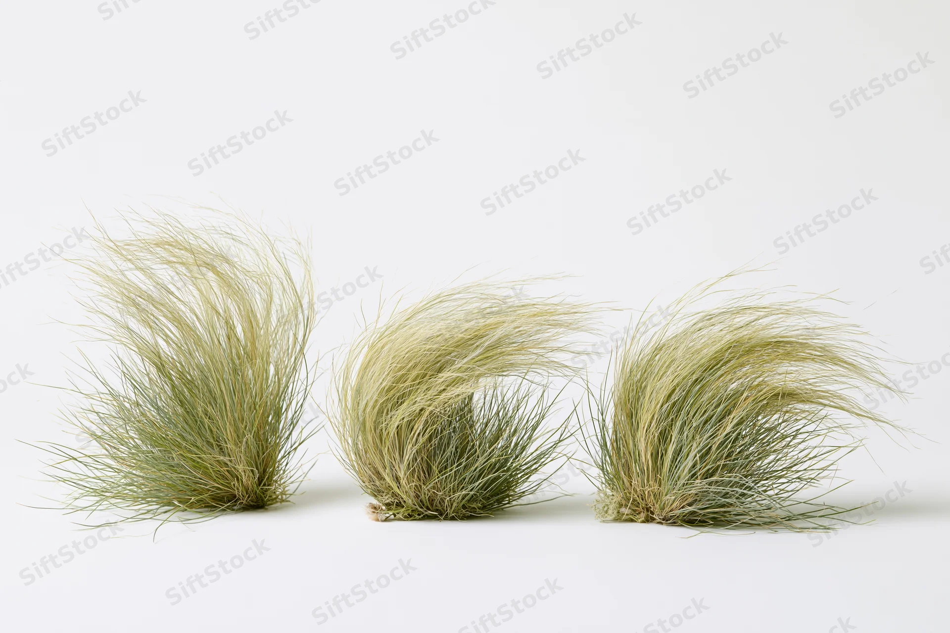 Three clumps of feather grass arranged side by side on a white background