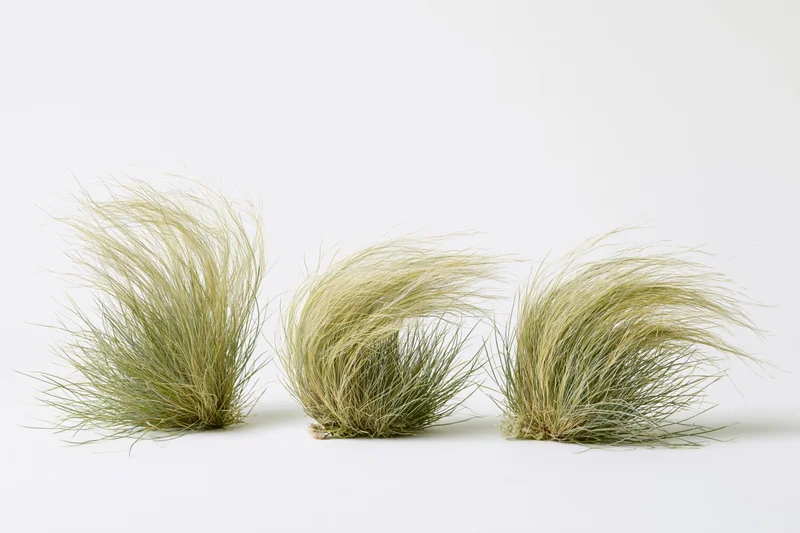 Three clumps of feather grass arranged side by side on a white background