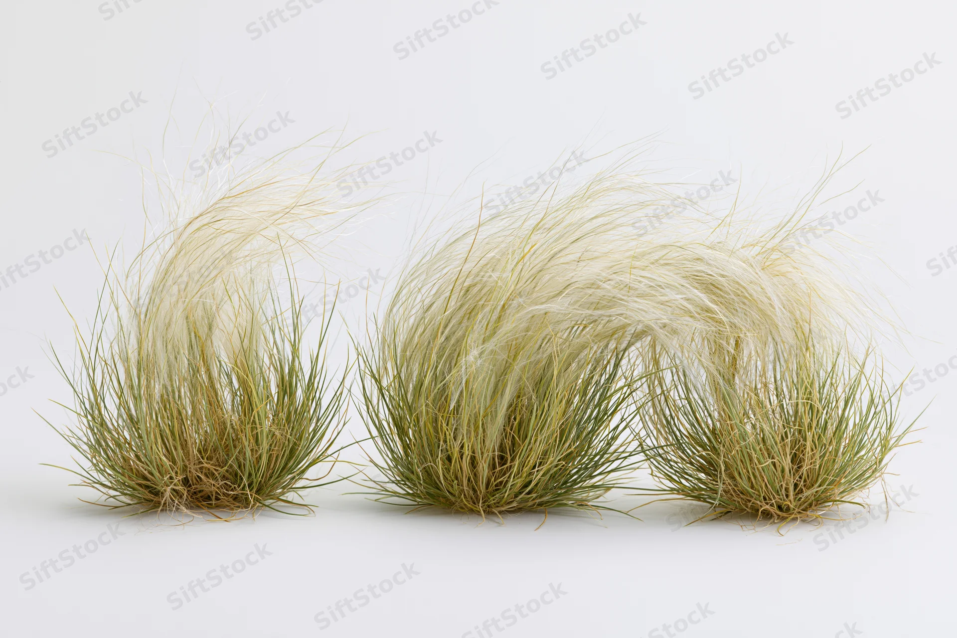 Three clumps of feather grass arranged side by side on a white background