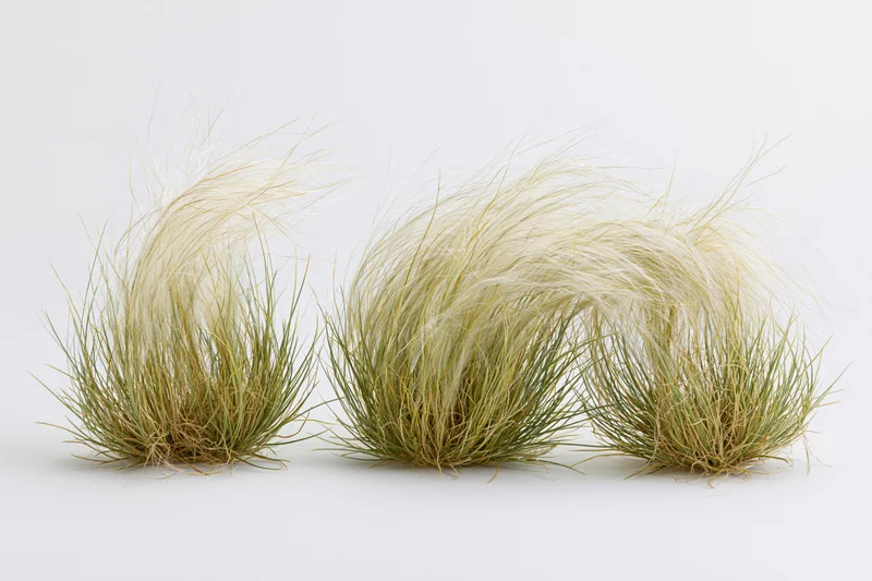 Three clumps of feather grass arranged side by side on a white background