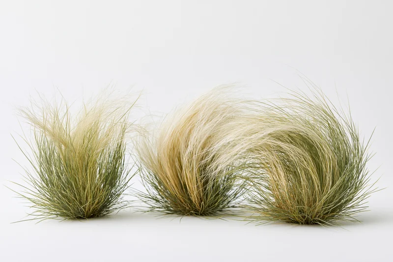 Three clumps of feather grass arranged side by side on a white background
