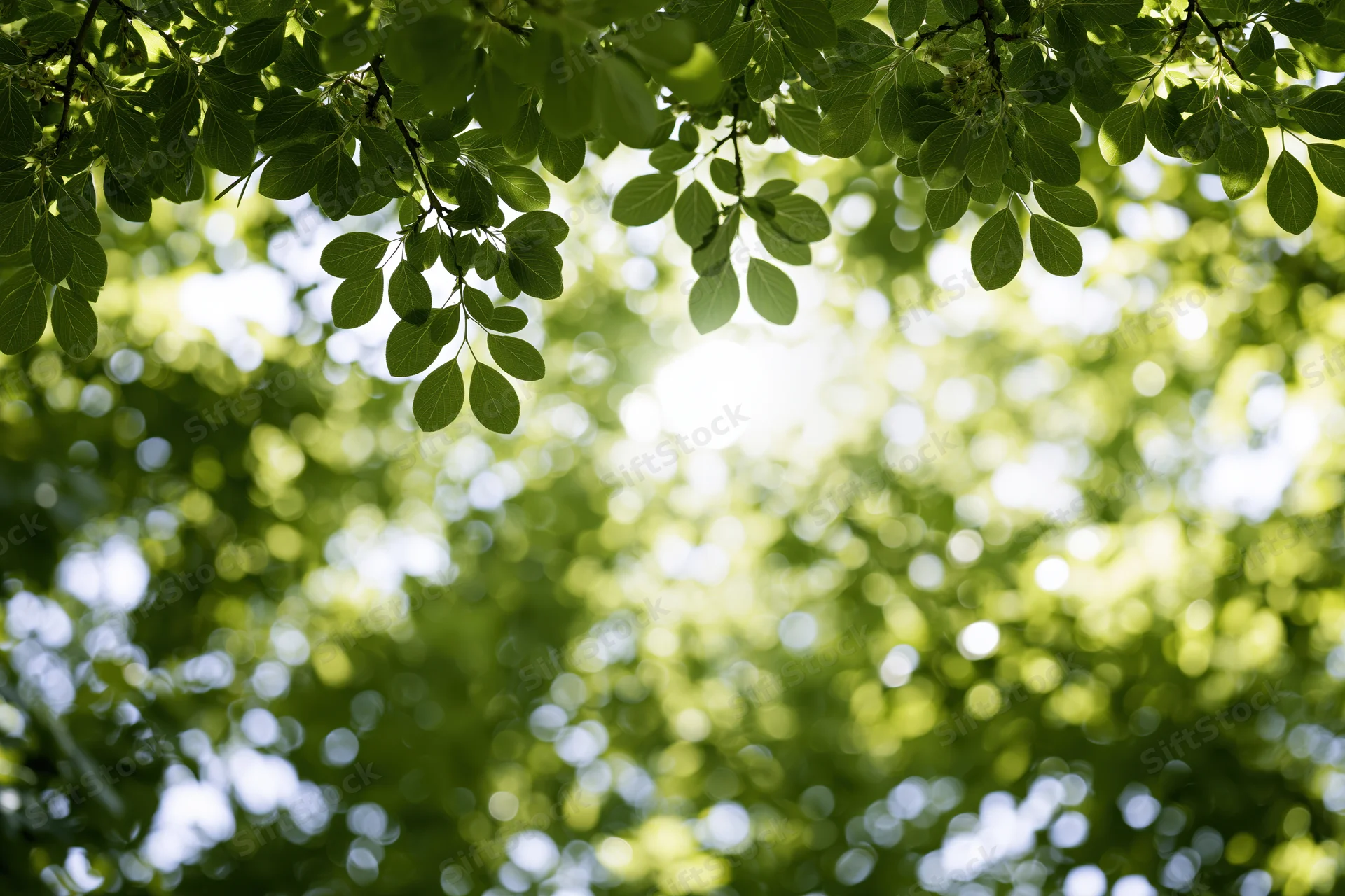 Tree canopy viewed from below with green leaves and sunlight filtering through