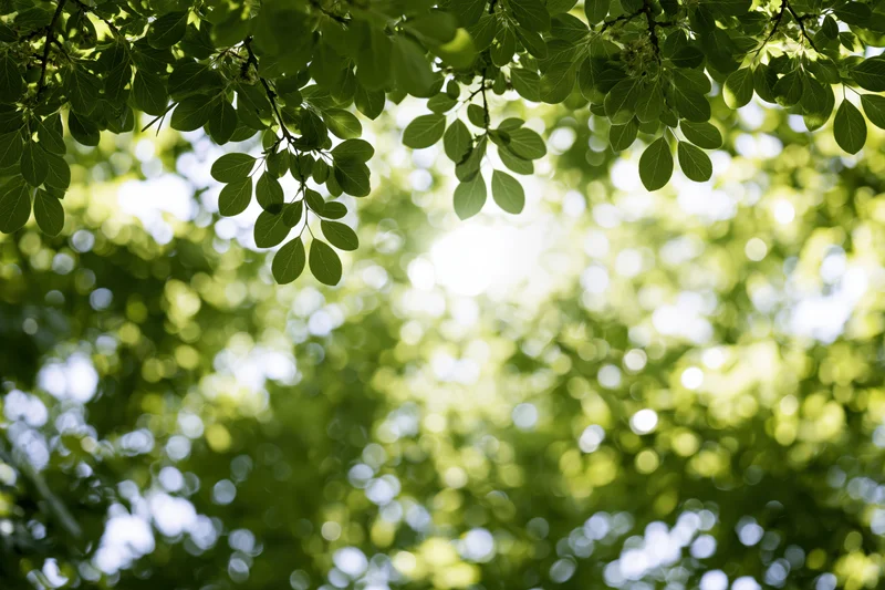 Tree canopy viewed from below with green leaves and sunlight filtering through