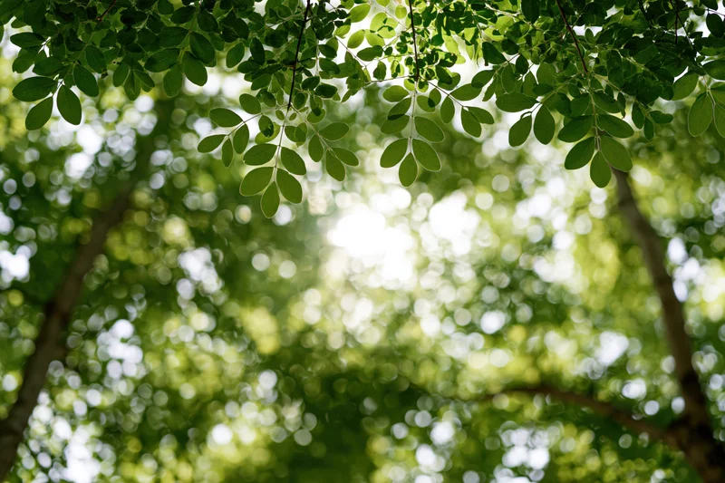 Tree canopy viewed from below with dappled sunlight filtering through green leaves