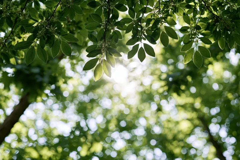 Tree canopy viewed from below with sunlight filtering through green leaves and bokeh background